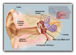 ανατομία αυτιού